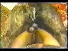 A charming blond cougar enjoying beastiality sex while wearing a hunch high